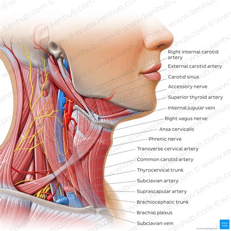 Ansa cervicalis: Anatomy and function | Kenhub