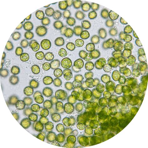 Chlorella - Teregroup | Impianti per microalghe