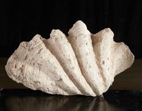 Sold Price: Giant clam shell fossil - November 1, 0117 10:00 AM EST ...