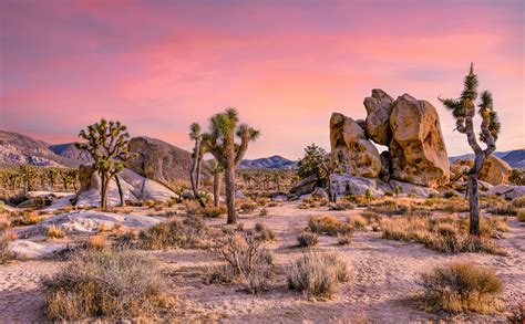 California Desert Region: 15 Fascinating Facts about this Enchanting ...