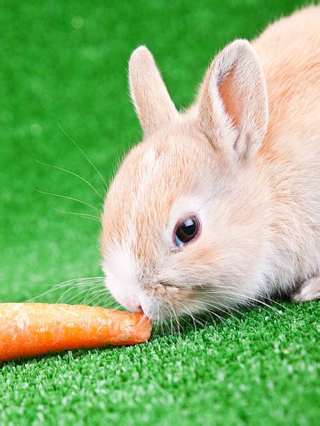 Brown Baby Bunny And A Carrot Stock Photos, Pictures & Royalty-Free Images - iStock