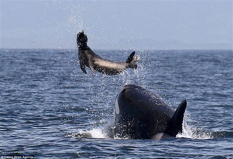 Killer whale sends seal hurtling through the air off California coast ...