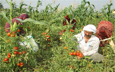 Farmer can excel through organic farming