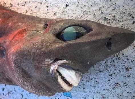 Terrifying shark with green eyes and creepy teeth caught in Australia | Esquire Middle East ...