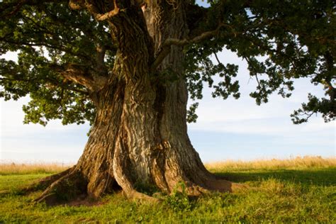 1000+ Old Tree Pictures | Download Free Images on Unsplash