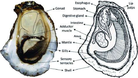 Main internal anatomical features of the Cortez oyster Crassostrea ...