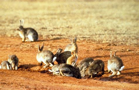 How the rabbit plague took over Australia