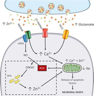 Frontiers | A Neurotoxic Ménage-à-trois: Glutamate, Calcium, and Zinc in the Excitotoxic Cascade