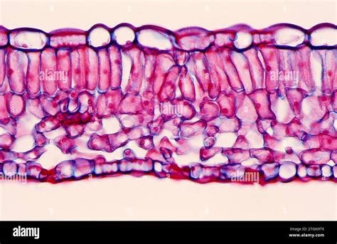 Leaf, cross section showing upper epidermis, palisade parenchyma, phloem, xylem, spongy ...