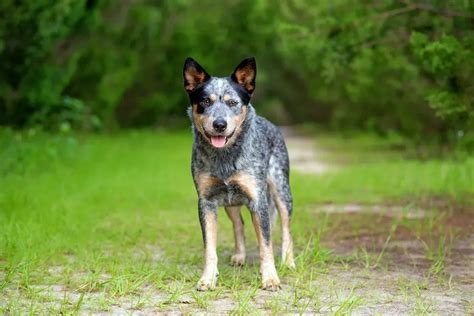 Exploring the Charming World of Cowboy Corgis: A Guide