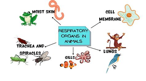 Respiration in Organisms: Definition and Types