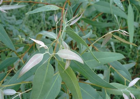 Organic Eucalyptus Leaves TBC | Eucalyptus Globulus | Cultivator Natural Products