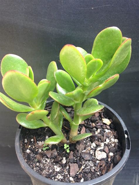 Jade (Large Leaved) 7" Pot - Hello Hello Plants & Garden Supplies