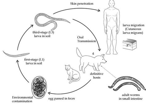 Simplified life cycle of Ancylostoma braziliense and Anc. caninum.... | Download Scientific Diagram