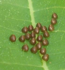 Squash Bug eggs and hatchlings - What's That Bug?