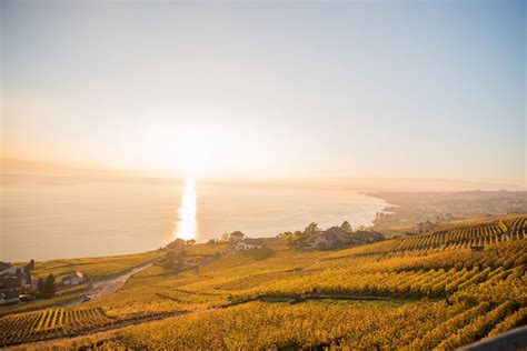 Vineyard View at Sunset Royalty-Free Stock Photo