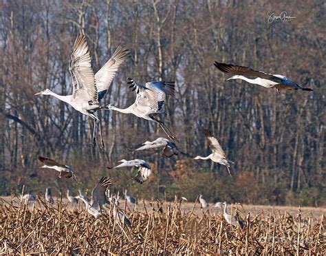 Sandhill Cranes Migration 55 Photograph by Steve Gass - Fine Art America