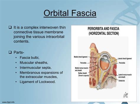 Orbital anatomy | PPT