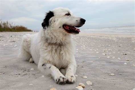 Border Collie & Great Pyrenees Mix: Info, Pictures, Facts, Traits | Hepper