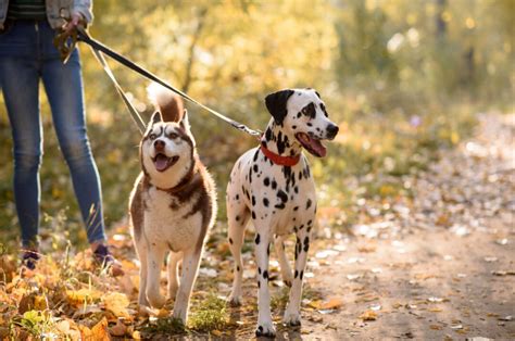 Dalmatian Husky Mix: Meet The Dalusky