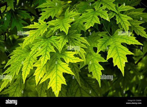 Silver Maple tree (Acer saccharinum) leaves in summer, Aurora Colorado ...