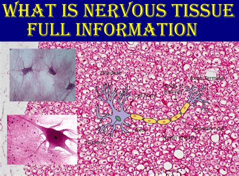 What is Nervous Tissue ? | Histology | Anjani Mishra