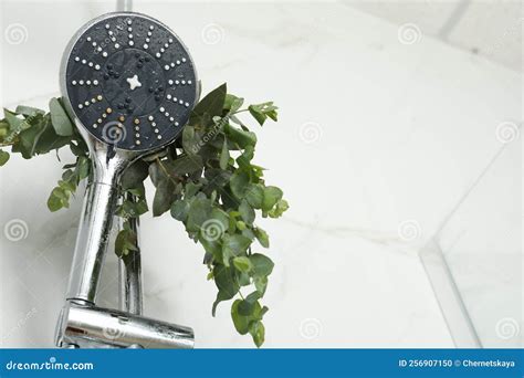 Branches with Green Eucalyptus Leaves in Shower, Low Angle View. Space ...