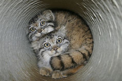 Pallas Cat Pet