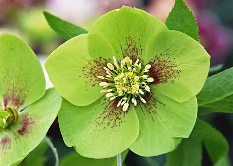 10 Gorgeous Green Flowers for Your Garden - Birds and Blooms