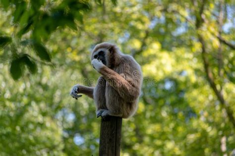 Gibbon monkey stock photo. Image of watchful, nice, hanging - 10406556