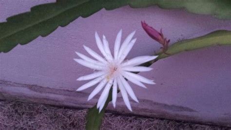 Dama de Noche Flor | Plants, Garden, Flowers