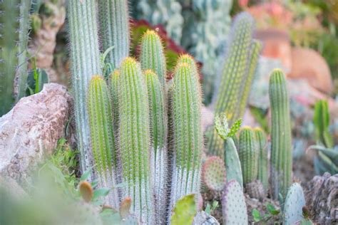 Desert Garden with Succulents Stock Image - Image of flora, flower ...