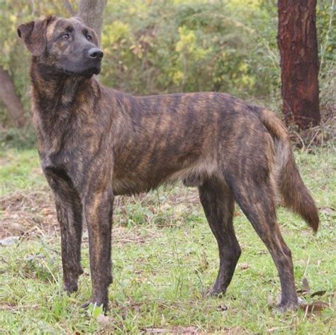 Treeing Tennessee Brindle - Fun Facts and Crate Size – Pet Crates Direct