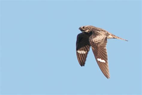 One Jackdaw Birding: Common Nighthawk Migration