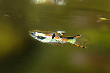 Poecilia wingei – Endler’s Livebearer — Seriously Fish