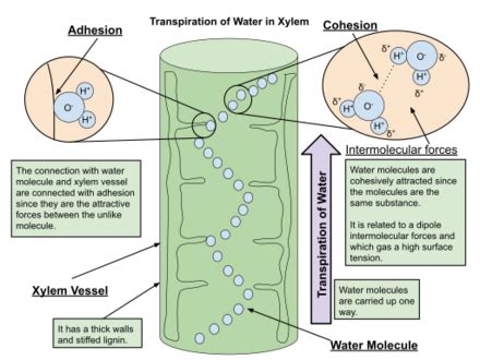 Vascular Tissue in Plants | Overview, Types & Function - Lesson | Study.com