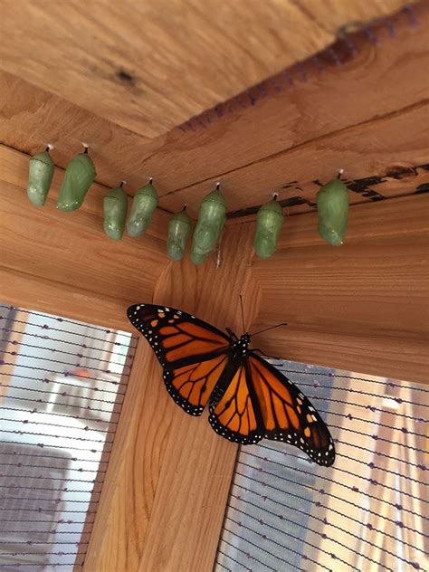 Building a Butterfly Habitat - Anna's | Garden, Home & Wellness | Butterfly habitat, Monarch ...