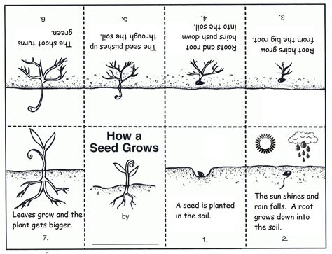 Stages Of Plant Growth Worksheet