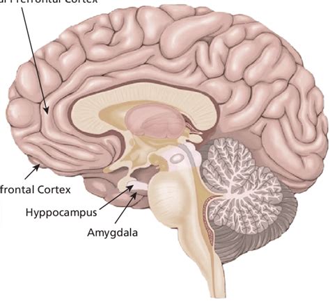 Amygdala Hippocampus Prefrontal Cortex