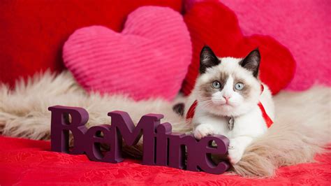 Cat Valentines Day Wallpapers - Wallpaper Cave