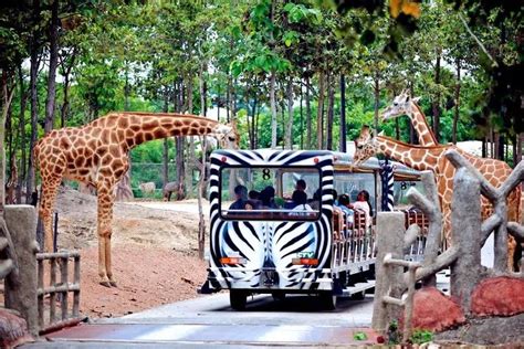 Chiang Mai Night Safari Park Admission Ticket With Hotel Transfer 2023 ...