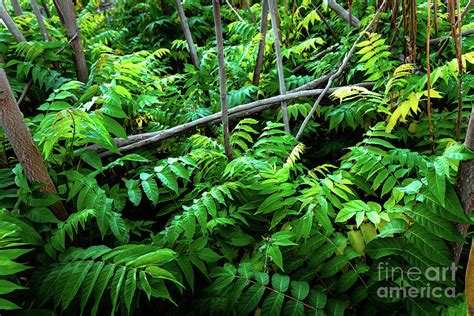 Green bushes of the lower part of the jungle. Photograph by Joaquin Corbalan - Fine Art America