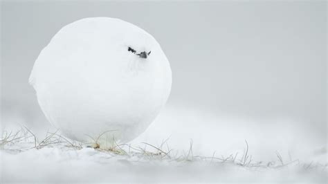 Air Guitar Roo has won the Comedy Wildlife Photography Awards - BBC Future