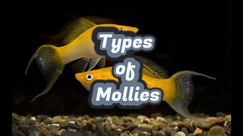 Types of Mollies || Fish - YouTube