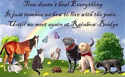 Rainbow bridge Pet Loss Quotes, Dog Quotes, Dog Grief, I Miss My Family, Losing My Best Friend ...