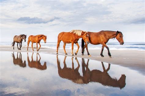 These legendary wild horses have been roaming the beaches of Corolla ...