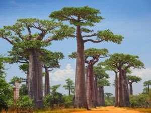 7 Fascinating Endangered Trees - Tales by Trees