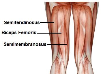 Muscles In The Knee Diagram - Blogger Lagi