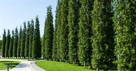 Discover the 8 Fastest-Growing Evergreen Trees