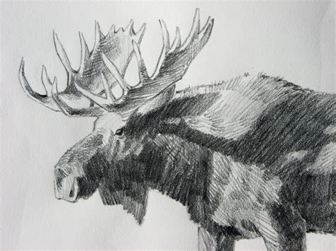 Moose Pencil Drawings at PaintingValley.com | Explore collection of Moose Pencil Drawings